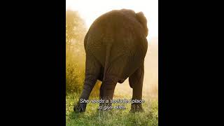 Thandi The Elephant |  A Short Video Documentary