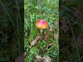 мухомор красавчик