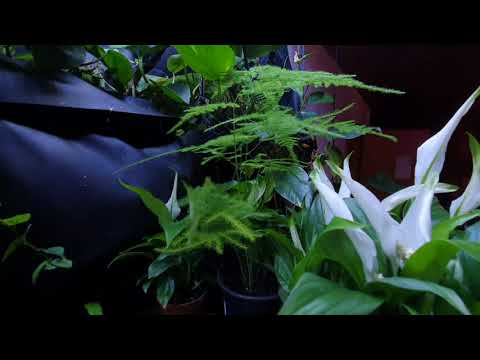 Video: Low Light Blühende Zimmerpflanzen – Zimmerpflanzen, die mit wenig Licht blühen