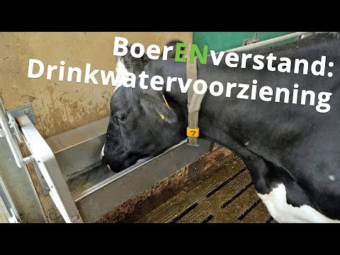 Video: Om 'n Appelboom In Die Somer In Te Ent: Hoe Om Te Takel Met Vars Takke En Bot In Augustus? Someroorplanting Met Groen Steggies In Die Spleet