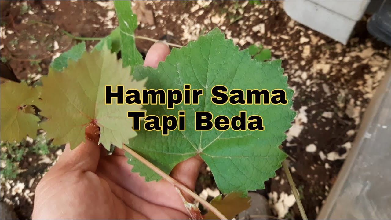 Perbedaan Anggur Isabella Dan Red Master #Duniaanggur #Isabella #Red_master