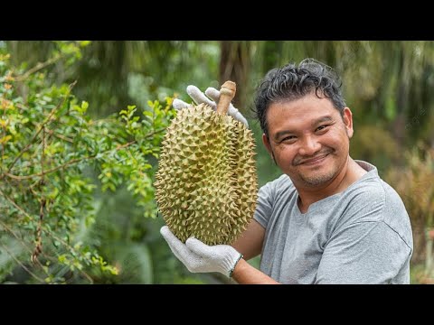 видео: Загадочный фрукт дуриан: от обожания до отвращения