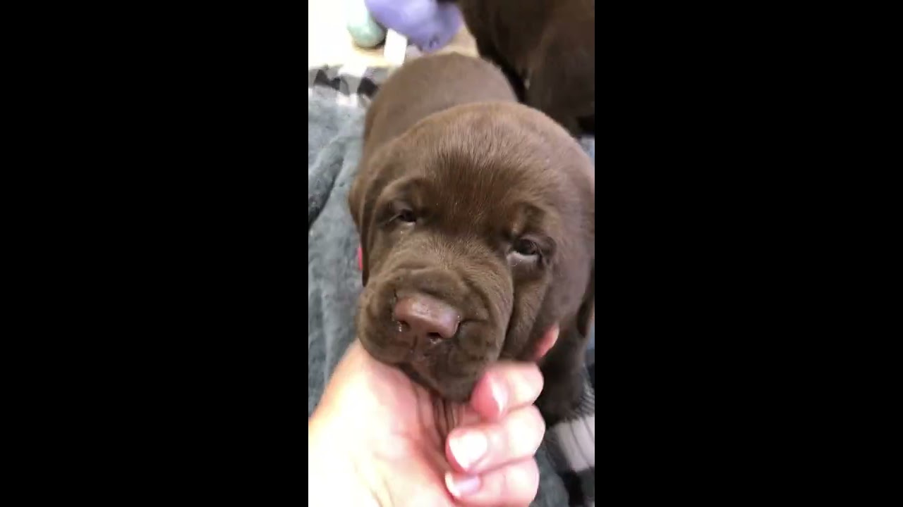 43 HQ Photos English Chocolate Lab Puppies Ohio : Pin on Dog