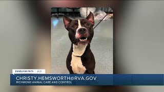 Paws for Pets: Ace, a polite guy who prefers being the only pet