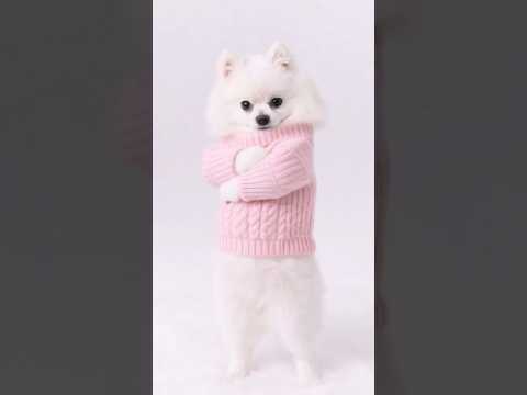 강아지 애교댄스 #강아지댄스 #강아지숏츠 #ai강아지 #ai댄스 #aidance #aidog #강아지 #포메라니안