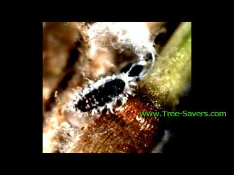 Video: Woolly Adelgid Control - Preventing Hemlock Woolly Adelgid-skade i landskap