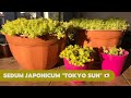 REPRODUCIR SEDUM JAPONICUM TOKYO SUN | Sedum Oro