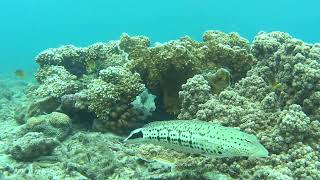 Life in the sea　28 147773,  129 304512  B