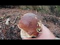 Grzyby2021#7-Piekne Grube BOROWIKI! i Rumuński nalot Romów na lasy za grzybami Mushrooms Fungi Pilze