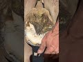 Satisfying Frog &amp; Sole Trimming (Part 2) #shorts  #farrier #satisfying #asmr