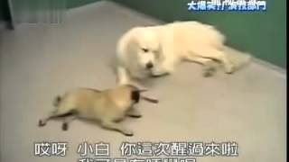 5871funny   the cutest dog