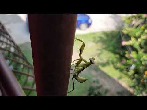 MANTIS DANCING CHACHA