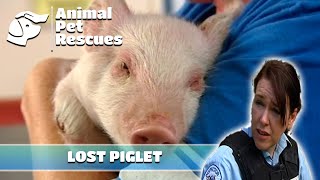 Lost Piglet with Mysterious Injuries Found Roaming City Streets | Full Episode | Animal House