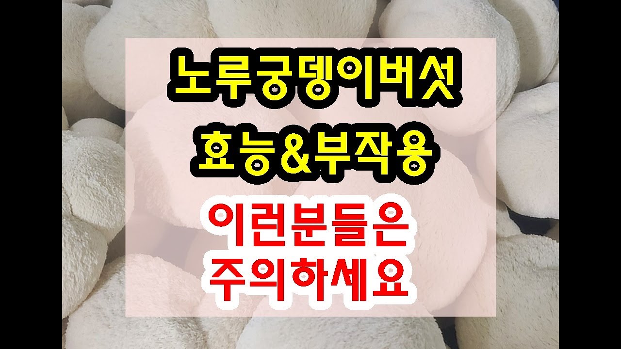 노루궁뎅이버섯 효능과 부작용 잘 알고 드셔야해요~