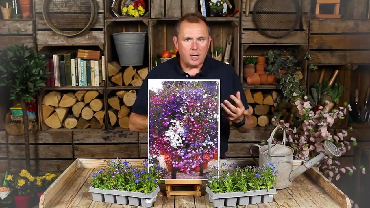 Lobelia fountain mix with Peter McDermott