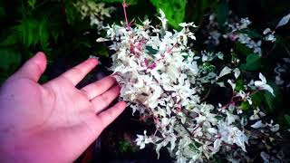 SHOLAWAT JIBRIL SHOLAWAT NABI MERDU NO COPYRIGHT FREE DOWNLOAD