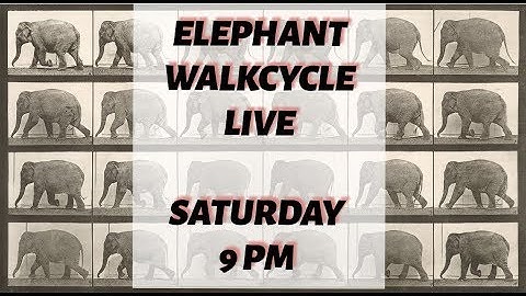 Elephant Walkcycle and Observation / Live Animation
