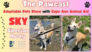 The Adoptable Pets Show Sky the Siberian Husky