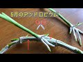 5月のデンドロビウム。高芽が出ていませんか？ 朝日の当たる軒下で午後は日陰になります