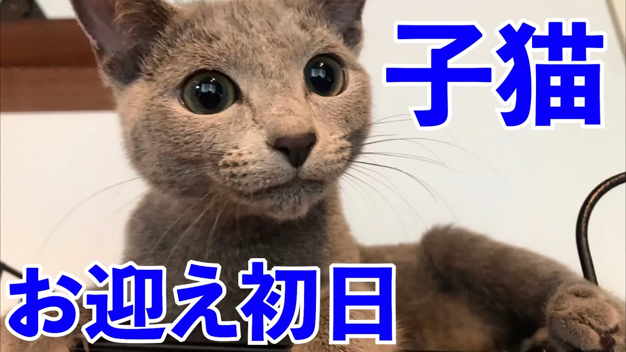 子猫　お迎え初日　ロシアンブルー