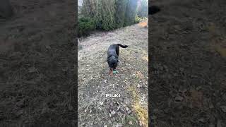 Ma piłke #śmieszne #trend #blokekipa #walaszek #egzorcysta