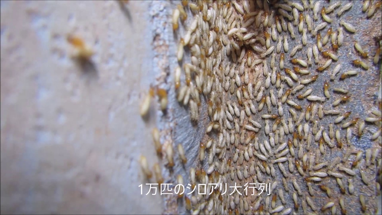 大脇シロアリは出水 阿久根 長島のシロアリ駆除業者 You Tubeで人気の白蟻動画を紹介 シロアリ駆除の事なら 有限会社大脇シロアリ 公式ホームページ 大脇シロアリは出水 阿久根 長島のシロアリ駆除業者 You Tubeで人気の白蟻動画を紹介 シロアリ駆除の事なら 有限会社大脇シロアリ 公式ホームページ