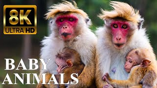 : BABY ANIMALS 8K ULTRA HD - Cute Baby Animals Around the World