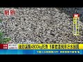 高雄後勁溪漂浮4800公斤死魚慘不忍睹！查出5家惡質業者違規排放汙水遭當場逮獲｜三立新聞LIVE