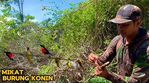 MIKAT BURUNG KOLIBRI NINJA SAAT MUSIMAN_BURUNGNYA BANYAK