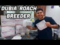 HOW TO PACKAGE 10,000 DUBIA ROACHES!!!