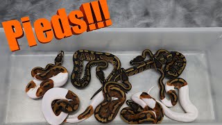 CLUTCH UPDATE! | SCALELESS HEAD PIEDS | Mixology #101