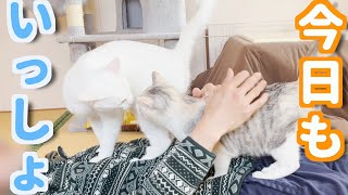 お腹にも背中にも乗ってくれるかわいい猫たちがこちら！ by 捨て猫姉弟ハナとユキ 7,849 views 1 year ago 11 minutes, 36 seconds