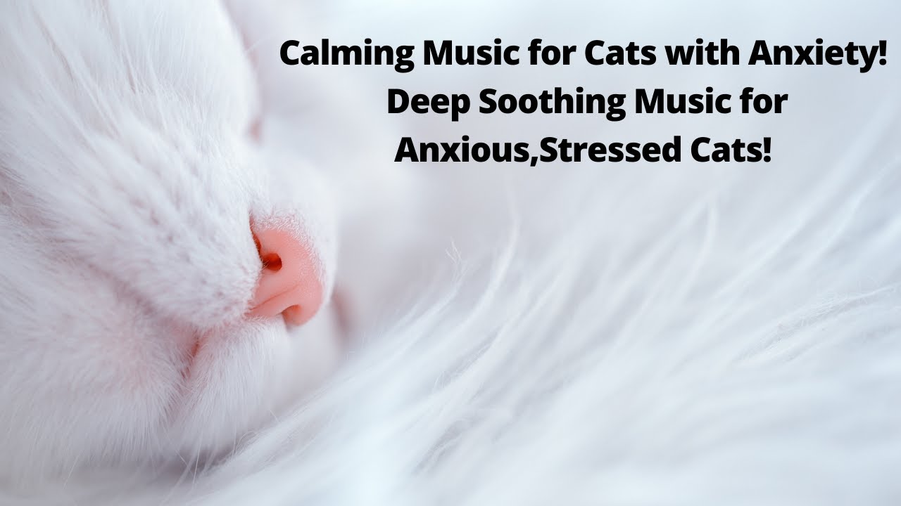 Image result for Calming Music for Cats with Anxiety! Deep Soothing Music for Anxious ...