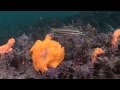 Crazy orange frogfish bites off more than it can chew