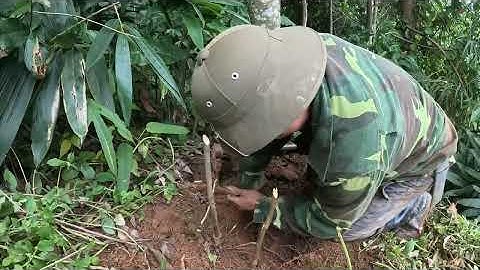 #877. Leven in het wild, graven naar agarhout en voedsel vinden