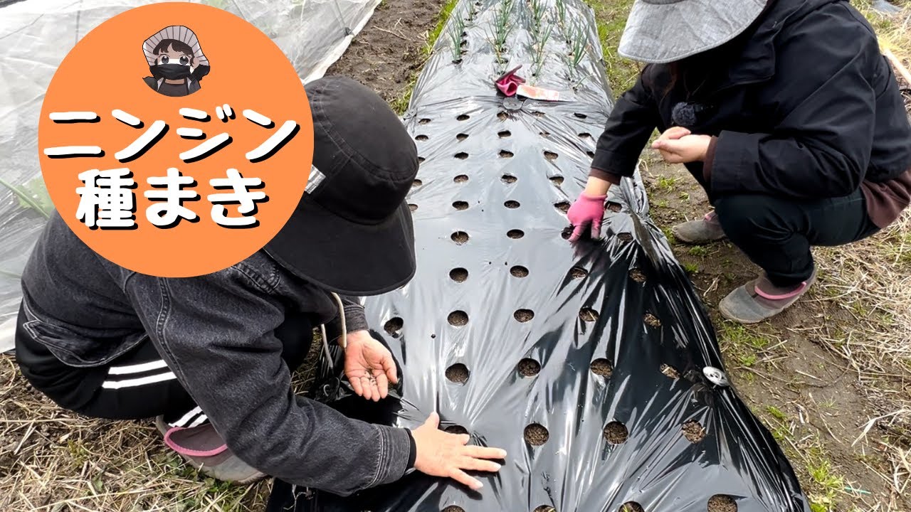 I planted carrot seeds. [Toki-nashi 5-inch] [Carrot] [Seeds] [Home