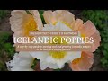 How to Grow Icelandic Poppies for the First Time - Cut Flower Garden