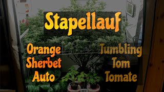 Stapellauf