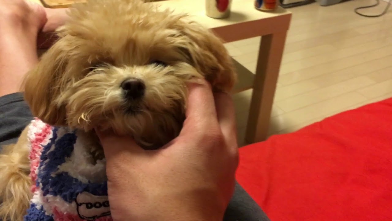 あぁ寝落ちしちゃう。。。笑