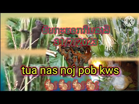 Video: Pob pos tua nas?