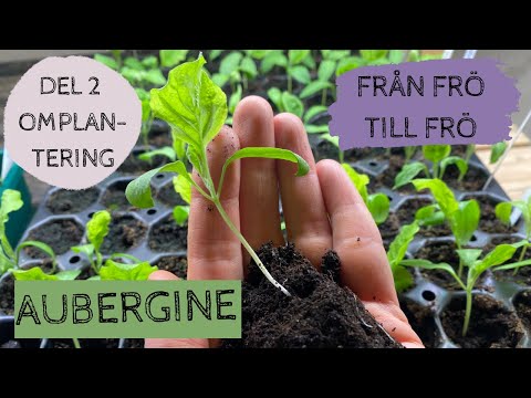 AUBERGINE - Från frö till frö - Del 2: Omplantering