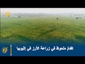 تقدمٌ ملحوظ في زراعة الأرز في إثيوبيا