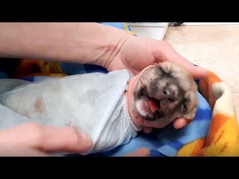 Видео: Плач и нытье щенка: как помочь - Почему плачут щенки?