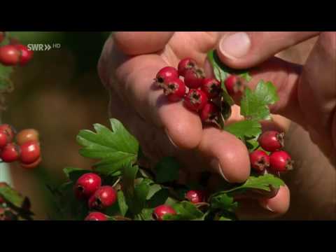 Video: Rote Vogelbeere: Rezepte Für Die Vorbereitungen Für Den Winter