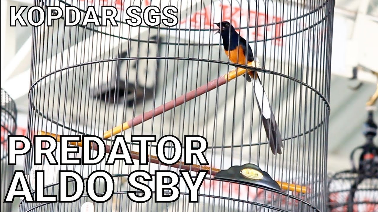 PREDATOR - ALDO SBY WANI!!! KOPDAR SGS