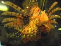 板橋区立熱帯環境植物館の魚たち の動画、YouTube動画。