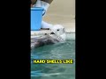 The Adorable World of Sea Otters 🌊🐾#FollowMe#SubscribeNow#dailyreels#viralvideoシ#SeaOtter#OceanLove