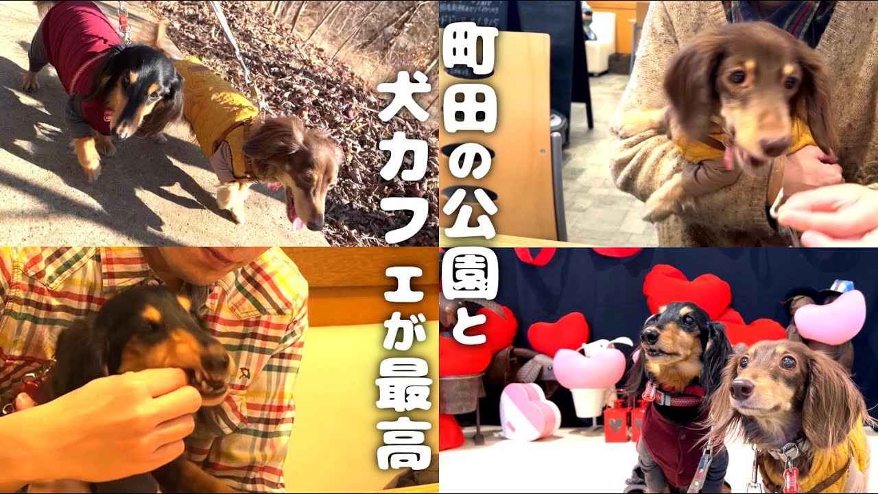 池田犬 Machida with dogs] We enjoyed Machida Yakushiike Park Shikisai no