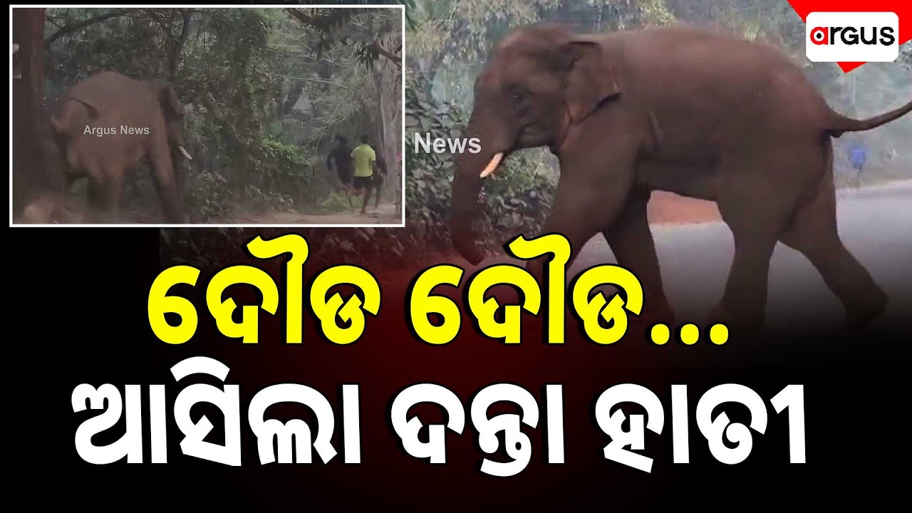 Elephant Enters Residential Area | Balasore | Argus News | Odisha | Elephant Attack