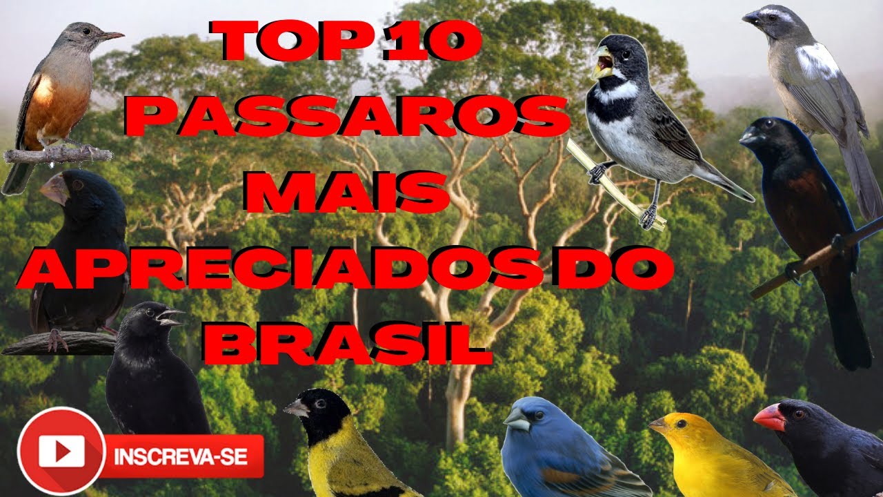 Passaros mais apreciados e mais cobiçados do BRASIL (TOP 10)